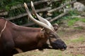 Eastern bongo Tragelaphus eurycerus isaaci Royalty Free Stock Photo