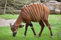 Eastern bongo (Tragelaphus eurycerus isaaci) Royalty Free Stock Photo