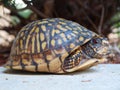 Eastern Box Tortoise Royalty Free Stock Photo