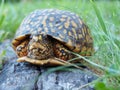 Eastern Box Tortoise Royalty Free Stock Photo