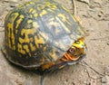 Eastern Box Turtle Royalty Free Stock Photo