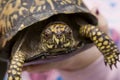 Eastern Box Turtle Royalty Free Stock Photo