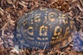 An Eastern Box Turtle Royalty Free Stock Photo
