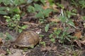 Eastern Box Turtle Being Fed on by a Mosquito Royalty Free Stock Photo