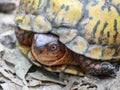 Eastern Box Turtle Close Up