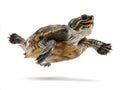 Eastern box turtle leaping, textured iridescent background, dynamic pose, extended head, open mouth, shadowy underside, soft Royalty Free Stock Photo