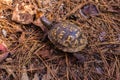 Eastern Box Turtle in Pine Forest Royalty Free Stock Photo
