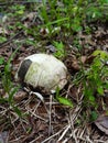 Eastern Box Turtle Broken Shell Royalty Free Stock Photo