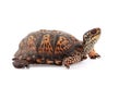 Eastern Box Turtle Terrapene carolina carolina isolated on white background Royalty Free Stock Photo