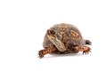 Eastern Box Turtle Terrapene carolina carolina isolated on white background Royalty Free Stock Photo