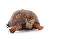 Eastern Box Turtle Terrapene carolina carolina isolated on white background Royalty Free Stock Photo