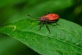 Eastern Boxelder Bug - Boisea trivittata Royalty Free Stock Photo