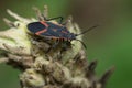 Eastern Boxelder Bug - Boisea trivittata Royalty Free Stock Photo