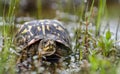 Eastern BoxTurtle