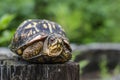 Eastern BoxTurtle