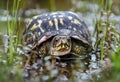 Eastern BoxTurtle Royalty Free Stock Photo