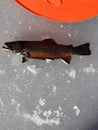 Eastern Brook trout