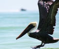 Eastern brown pelican landing on water Royalty Free Stock Photo