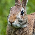 Eastern brown rabbit