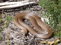 Eastern Brown Snake Royalty Free Stock Photo