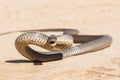Eastern Brown Snake Royalty Free Stock Photo