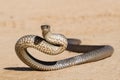 Eastern Brown Snake Royalty Free Stock Photo