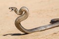 Eastern Brown Snake Royalty Free Stock Photo