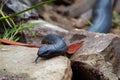 Eastern brown snake - Pseudonaja textilis also the common brown snake, is a highly venomous snake of the family Elapidae, native Royalty Free Stock Photo