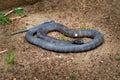 Eastern brown snake - Pseudonaja textilis also the common brown snake, is a highly venomous snake of the family Elapidae, native Royalty Free Stock Photo