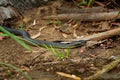 Eastern brown snake - Pseudonaja textilis also the common brown snake, is a highly venomous snake of the family Elapidae, native