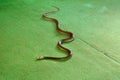 Eastern brown snake Pseudonaja textilis indoor on green carpet Royalty Free Stock Photo