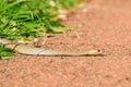 Eastern brown snake (Pseudonaja textilis) the most venomous snake in Australia, the animal crawls along the path Royalty Free Stock Photo