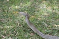 Eastern Brown Snake, Sydney, Australia Royalty Free Stock Photo