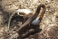 Eastern Brown Snake vs Bluetongue Lizard Royalty Free Stock Photo