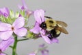 Eastern Bumble Bee - Bombus impatiens Royalty Free Stock Photo