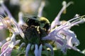 A bee pollinating a Bee Balm flower