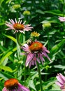 A Common Eastern Bumblebee feeds on a purple coneflower Royalty Free Stock Photo