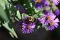 Eastern Bumblebee pollinating a Purple Aster flower at Ashbridges Bay in Toronto, Ontario, Canada Royalty Free Stock Photo