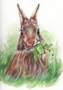 Eastern bunny eating snowdrops