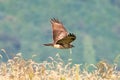 Eastern buzzard in flight against the mountain Royalty Free Stock Photo