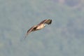 Eastern buzzard in flight against the mountain Royalty Free Stock Photo