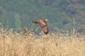 Eastern buzzard in flight against the mountain Royalty Free Stock Photo