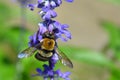 Eastern Carpenter Bee Xylocopa Virginica macro Royalty Free Stock Photo