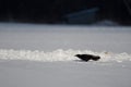 Eastern carrion crow preparing to take flight Royalty Free Stock Photo