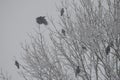 Eastern carrion crows in a tree under a snowfall Royalty Free Stock Photo