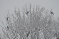 Eastern carrion crows in a tree under a snowfall Royalty Free Stock Photo