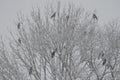 Eastern carrion crows in a tree under a snowfall Royalty Free Stock Photo