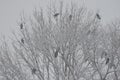 Eastern carrion crows in a tree under a snowfall Royalty Free Stock Photo