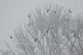 Eastern carrion crows in a tree under a snowfall Royalty Free Stock Photo