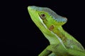 Eastern casquehead iguana Laemanctus longipes Royalty Free Stock Photo